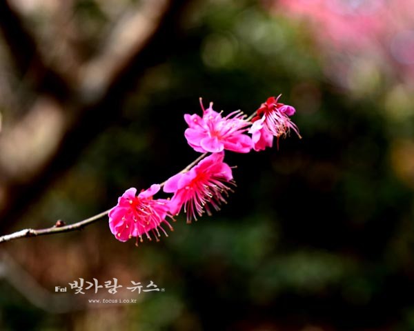 ▲ 봄 꽃의 대명사인 매화(홍매화)