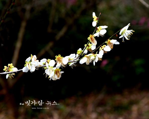 ▲ 봄 꽃의 대명사인 매화(청매화)