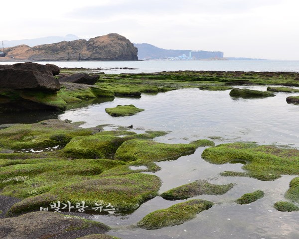 ▲ 용머리 해안의 기암괴석과 해초