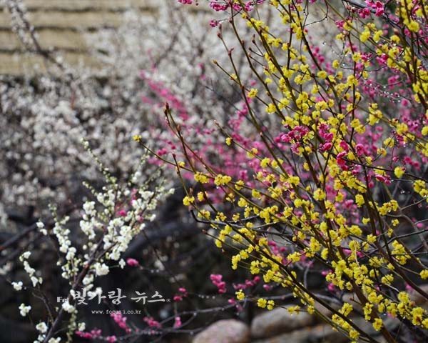  가랑비에 젓은 꽃잎이 더욱 싱싱하게 다가온 다압 매실농장의 매화꽃 4