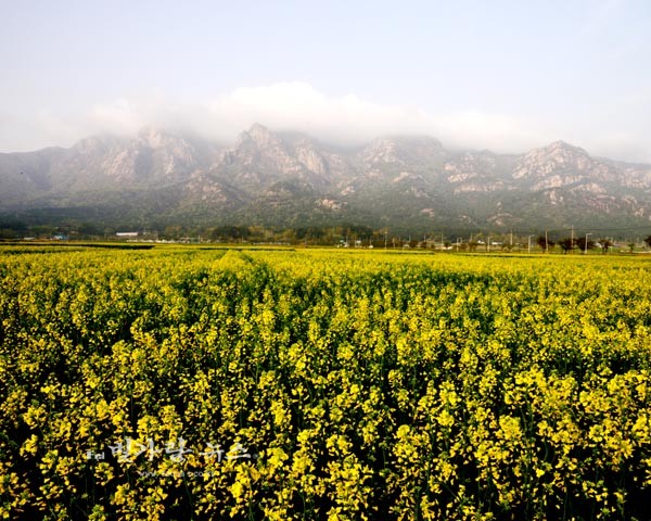 월출산 국립공원 앞 들녘에 피어난 유채꽃 (4월 15일 오전 7시20분경 촬영)