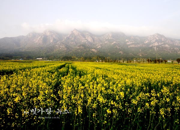  월출산 국립공원 앞 들녘에 피어난 유채꽃 (4월 15일 오전 7시20분경 촬영)