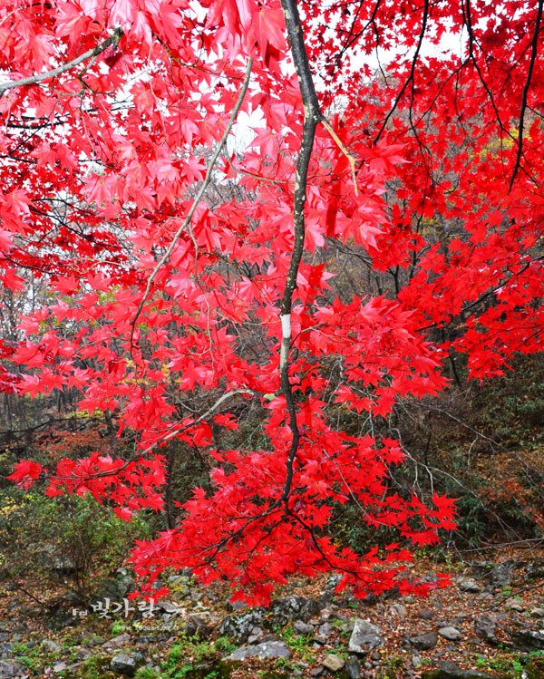 가을이 깊어가는 강천산 계곡의 단풍  (사진촬영 / 사진작가 조경륜)