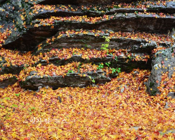  가을이 깊어가는 강천산 계곡의 단풍
