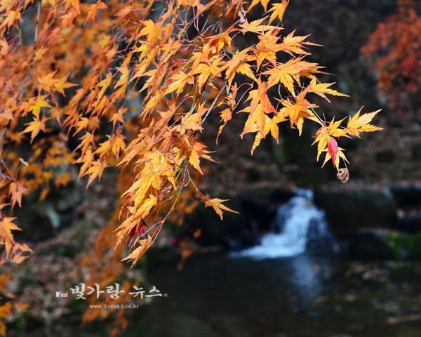  가을이 깊어가는 강천산 계곡의 단풍