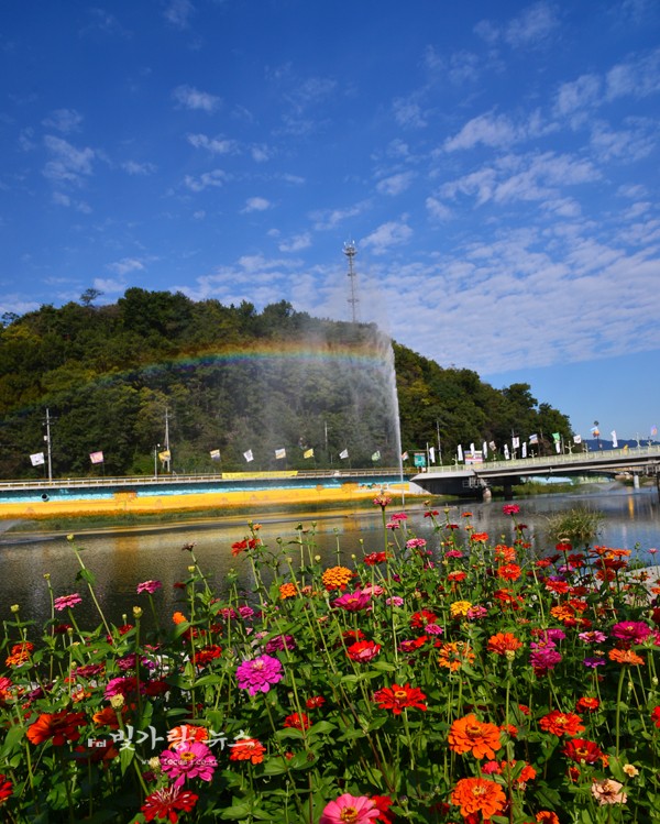 ▲ 장성 노랑꽃 축제 (자료사진)