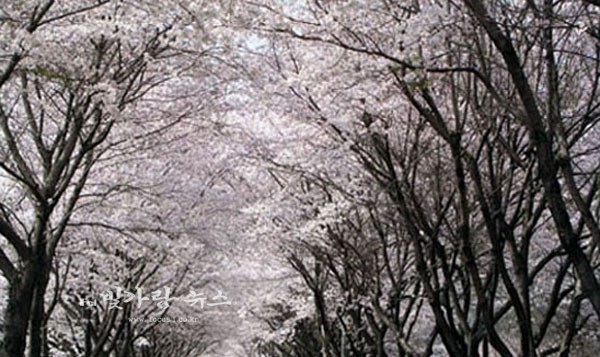 ▲ 보성 대원사 벚꽃길 (자료사진)