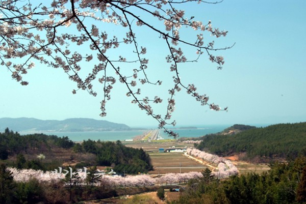▲ 고흥만 해창만 방조제 벚꽃길 (자료사진)