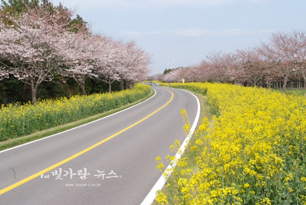 ▲ 유채꽃과 벚꽂이 만발한 가시리 도로