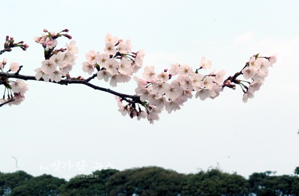 ▲ 애월고등학교 교정에 피워있는 벚꽃