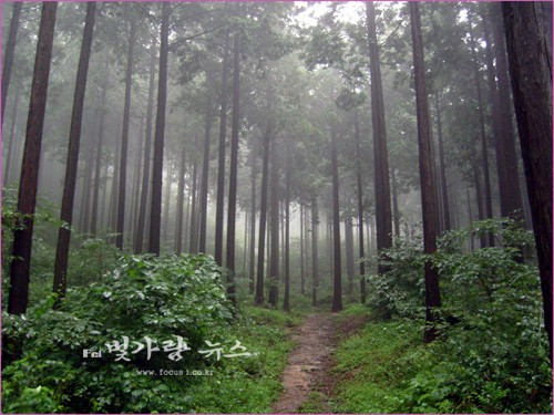 ▲ 장성 편백나무숲 (자료사진)