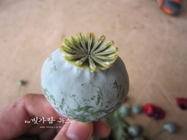 ▲ 단속대상인 양귀비 열매 (장성군제공)