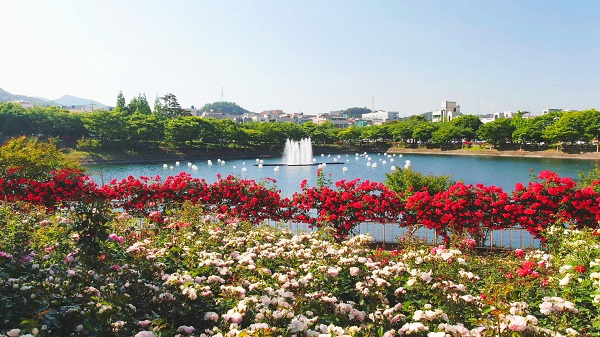 ▲ ‘장미향 한가득’ 여수 성산공원 장미·문화축제 25일 개최