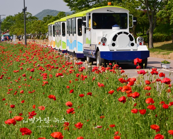 ▲ 꽃길을 달리는 행사내 열차 차량