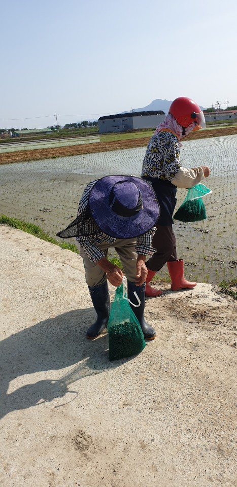 ▲ 강진군, 친환경 쌀 생산을 위해 제초용 새끼우렁이 공급
