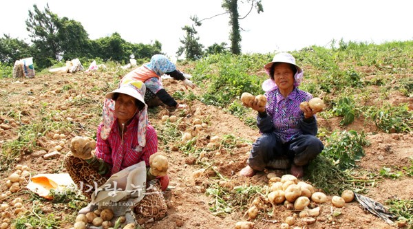 ▲ 감자를 수확하고 있는 농민들 (보성군제공)
