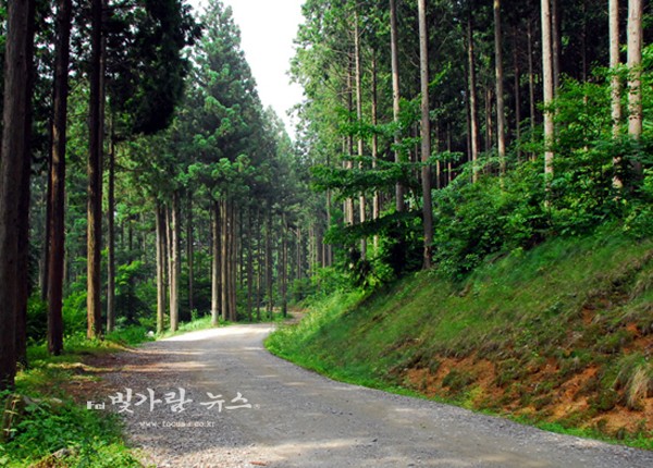 ▲ 장성 편백나무 숲 (자료사진)