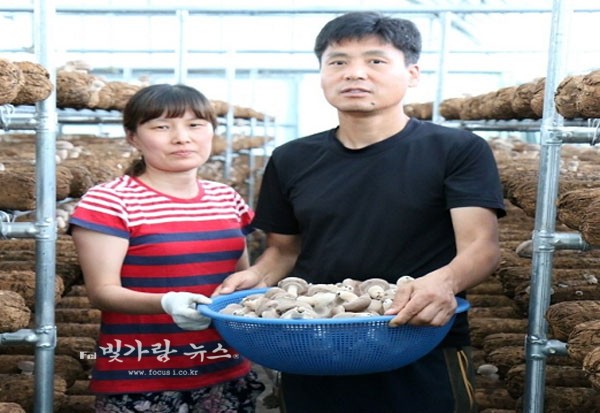 ▲ 박진천 대표 부부가 친환경 표고버섯을 수확하고 있다.