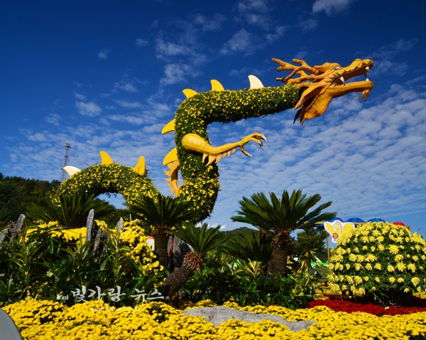 ▲ 장성 황룡강 노란꽃 축제 (자료사진)