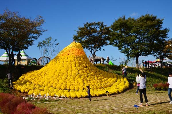 ▲ 황룡강 노란꽃잔치 (자료사진)