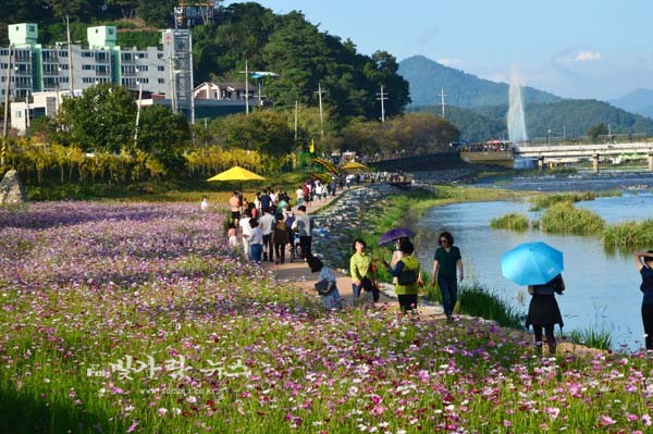 ▲ 황룡강 노란꽃잔치 (자료사진)