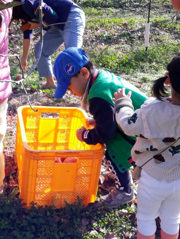 ▲ 제 1회 장성군 사과테마공원 분양가족 수확체험 운영