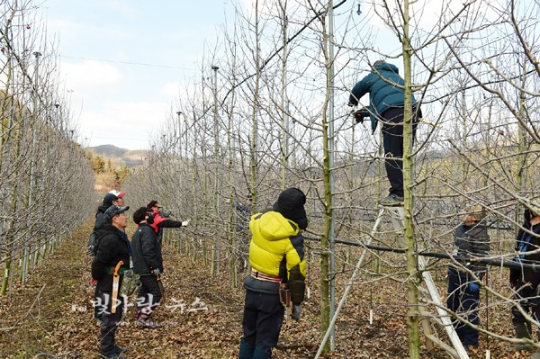 ▲ 사과나무 전정 실습교육을 실시하고 있는 장성군
