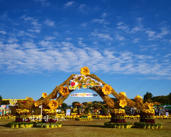 ▲ 장성 황룡강 노랑꽃 축제  (자료사진)