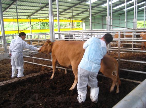▲ 강진군, 소 사육농가에 가축질병 치료보험료 지원
