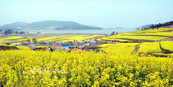 ▲ 장흥 천년학 마을 유채꽃 (자료사진)