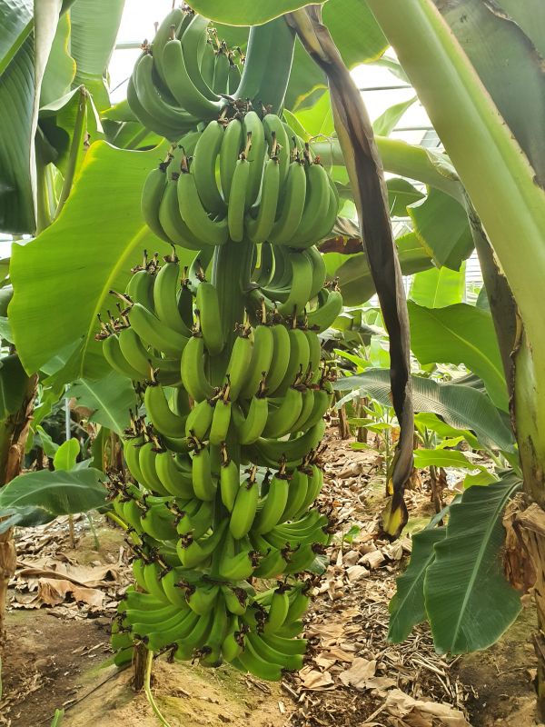▲ 강진읍 ‘지우네 스토리팜(대표 김생수)’에서 재배하고 있는 송키 바나나