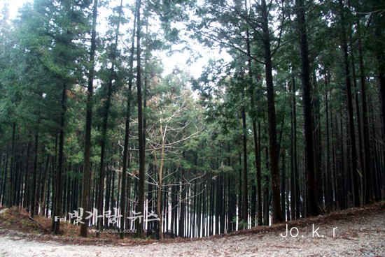 ▲ 장성 편백나무 숲 (자료사진)