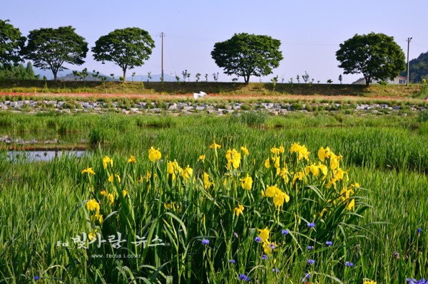 ▲ 창포꽃이 피어난 황룡강에 유유히 날고 있는 백로, 자연생태 보고로 거듭나고 있다