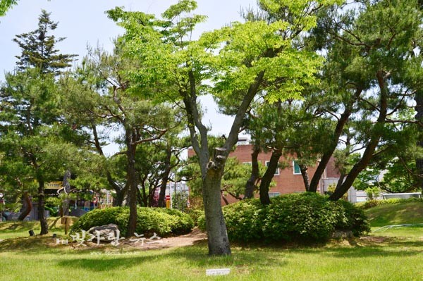 ▲ 전두환 순창군청 방문을 기념하기 위한 식수 된 나무와 표지석