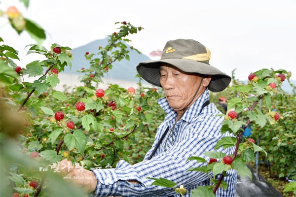 ▲ 딸기 수확을 하고 있는 농장주 류수봉씨