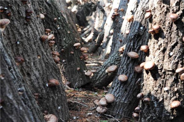 ▲ 코로나 면역력에 원목재배한 ’장흥표고버섯’ 탁월