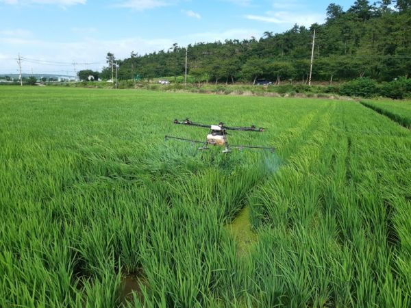 ▲ 신안군, 벼 병해충 적기방제 총력 고품질 쌀 생산