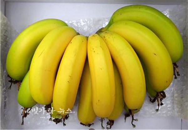 ▲ 친환경 강진 송키 바나나