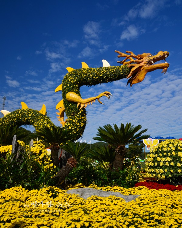 ▲ 수해 전 열린 장성 노랑꽃 축제 (자료사진)