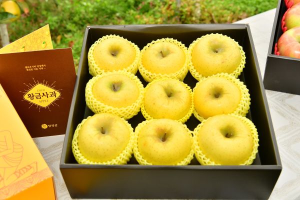 ▲ 장성군 “새콤달콤 맛있는 ‘옐로우황금사과’ 납시오”