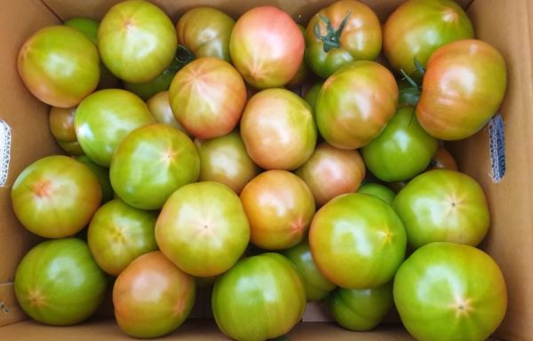 ▲ 새콤달콤 쫄깃한 ‘장성 분향찰토마토’ 재배 확대된다