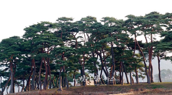 ▲ 소나무 숲 (자료사진)