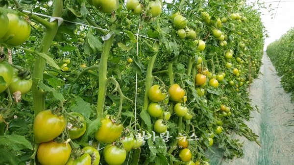 ▲ 출하를 앞둔 장성 토마토