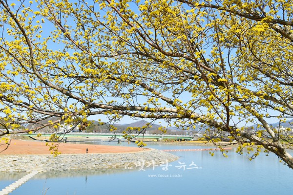 ▲ 황룡강변 산수유 꽃 (장성군제공)