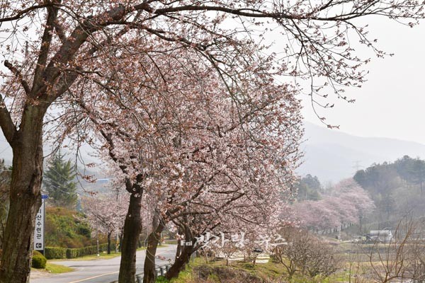 ▲ 화엄사에서 천은사 가늘 도로에 피어난 벚꽃