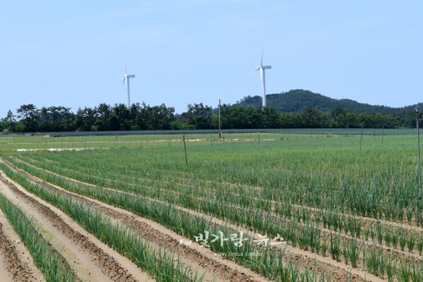 ▲ 친환경 전남 농산물 (자료사진)