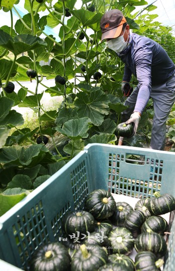 ▲ 함평군 단호박 생산 농가에서 조기 출하를 위해 단호박을 수확하고 있는 모
