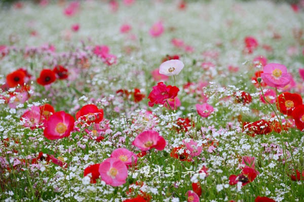 ▲ 안개꽃 과 양귀비 꽃 (5월25일  07시경부터  / 조경륜 촬영)
