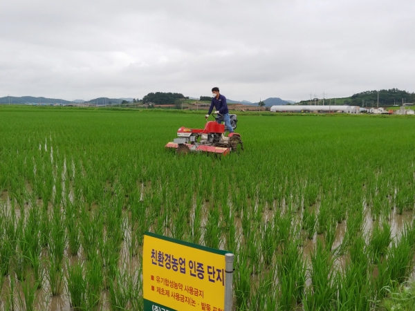 ▲ 무안군 ‘벼농사 효율 향상’ 중경제초작업 시연회 개최