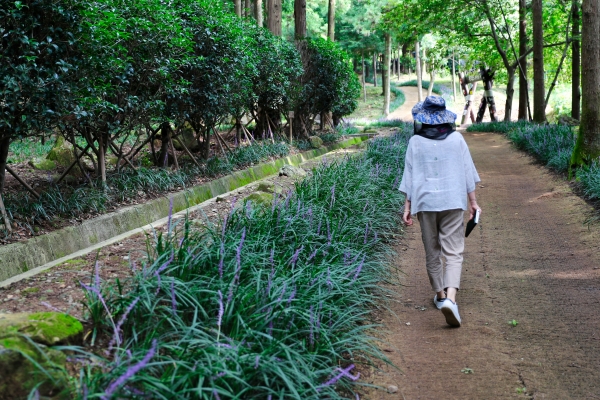 ▲ 정남진 편백숲 우드랜드, ‘맥문동’으로 수놓아진 산책로